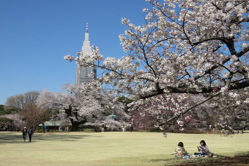 Hoa anh đào nở rộ Vườn quốc gia Shinjuku Gyoen
